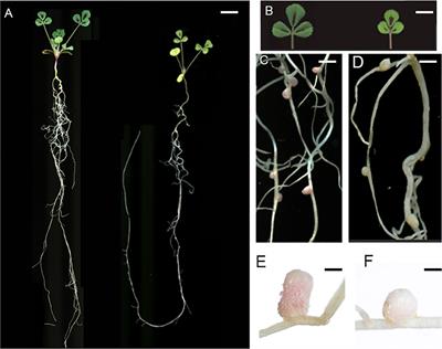 Biological and genomic analysis of a symbiotic nitrogen fixation defective mutant in Medicago truncatula